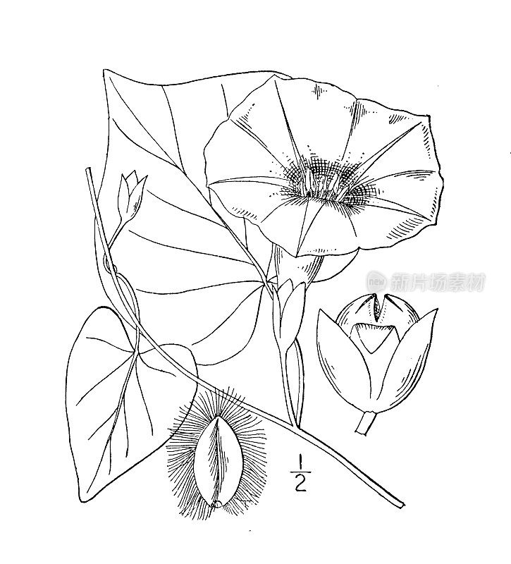 古植物学植物插图:Ipomoea pandurata，野生马铃薯藤